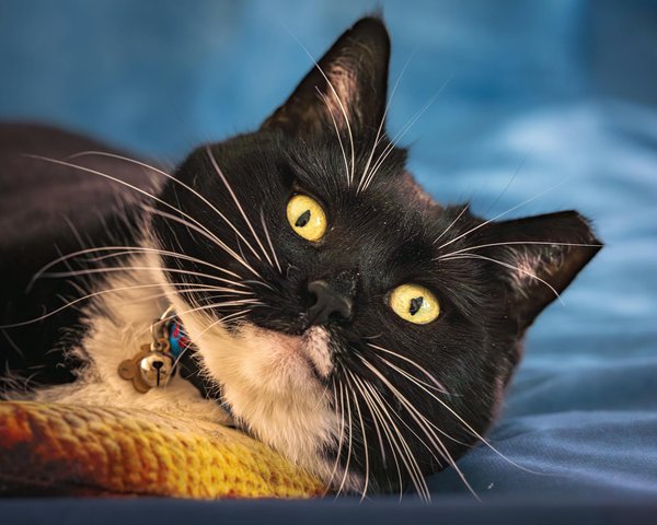 How Do UK Businesses Adapt to Changing Consumer Preferences?